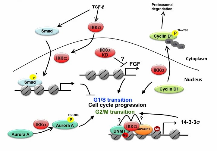 Regulations of cell cycle progression by nuclear IKKα